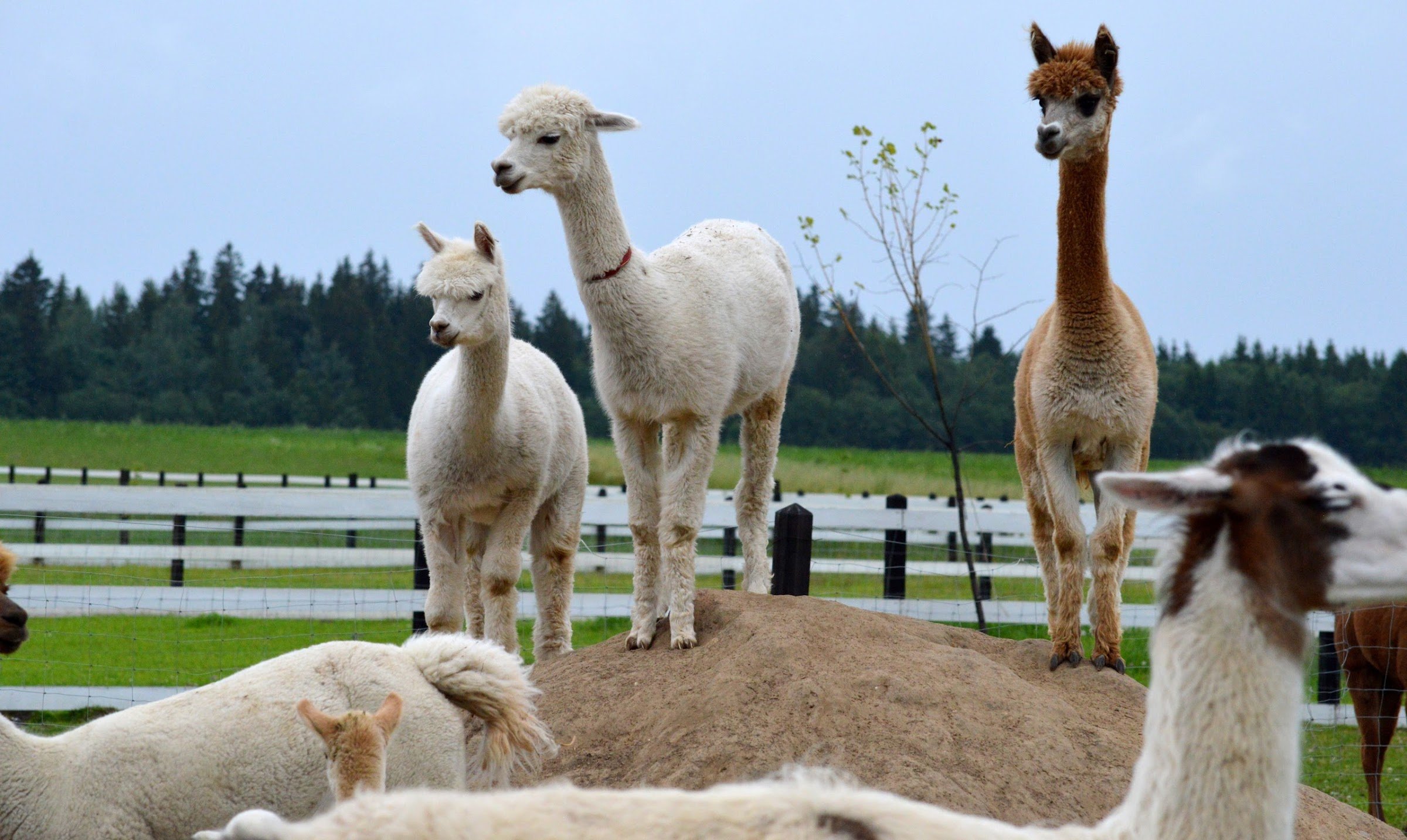 Dargaičių mažasis zoologijos sodas „Alpakų auginimas“